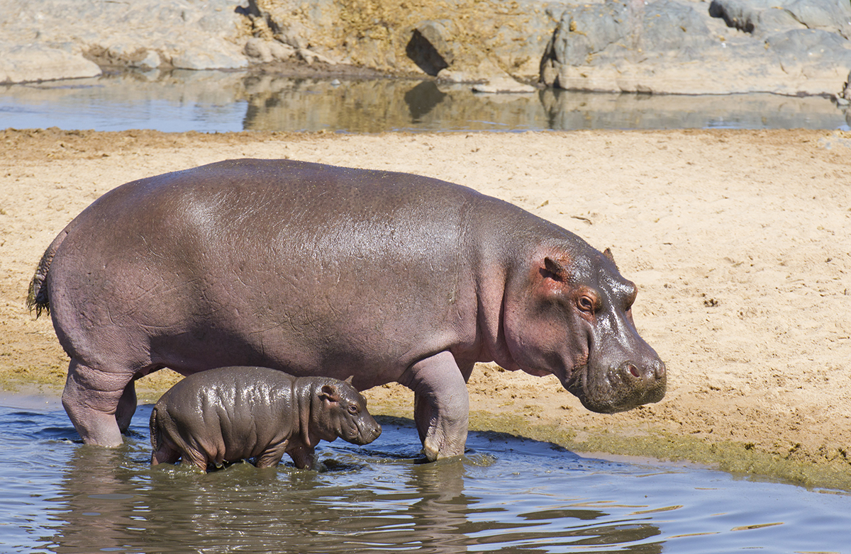 What colour is hippos breast milk?