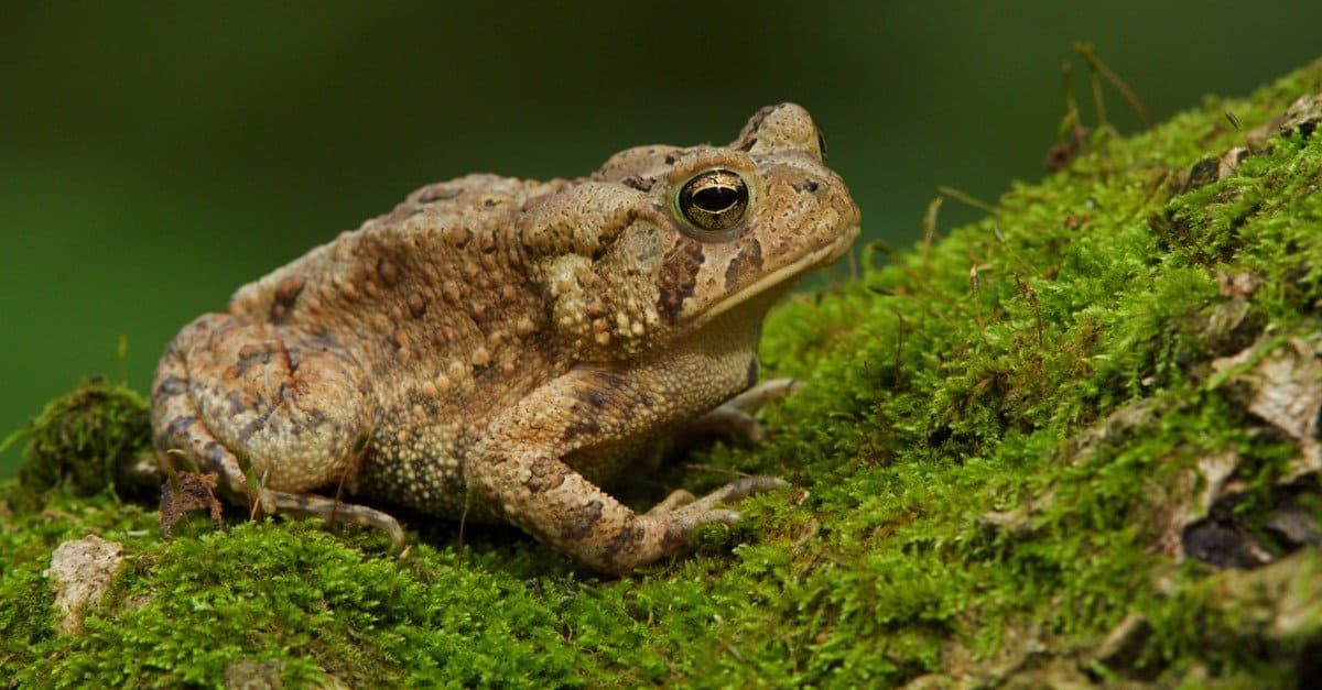 What do baby toads need to survive?