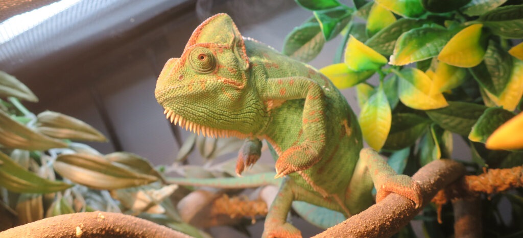 What do chameleons need in their tank?