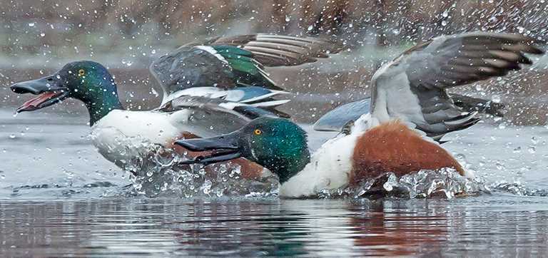 What do ducks do when they're mating?