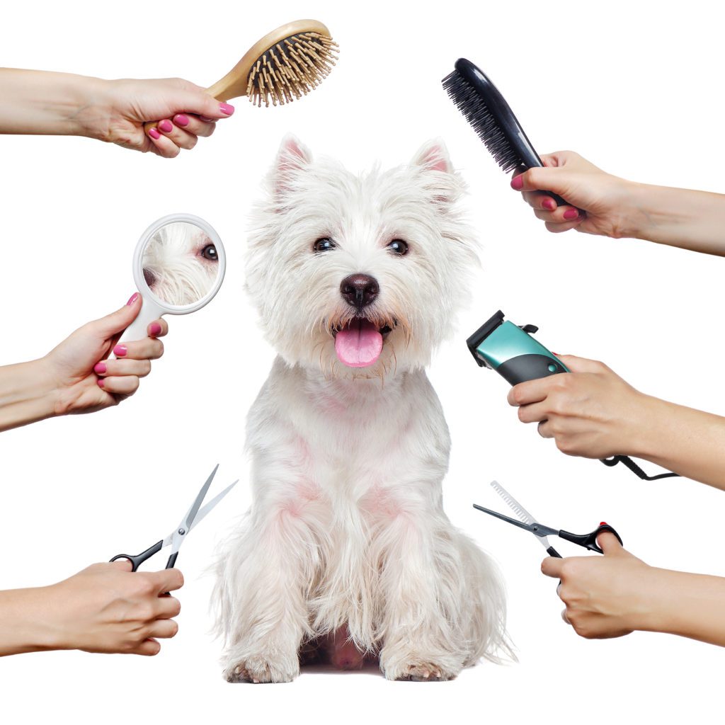 What do groomers use to dry dogs?