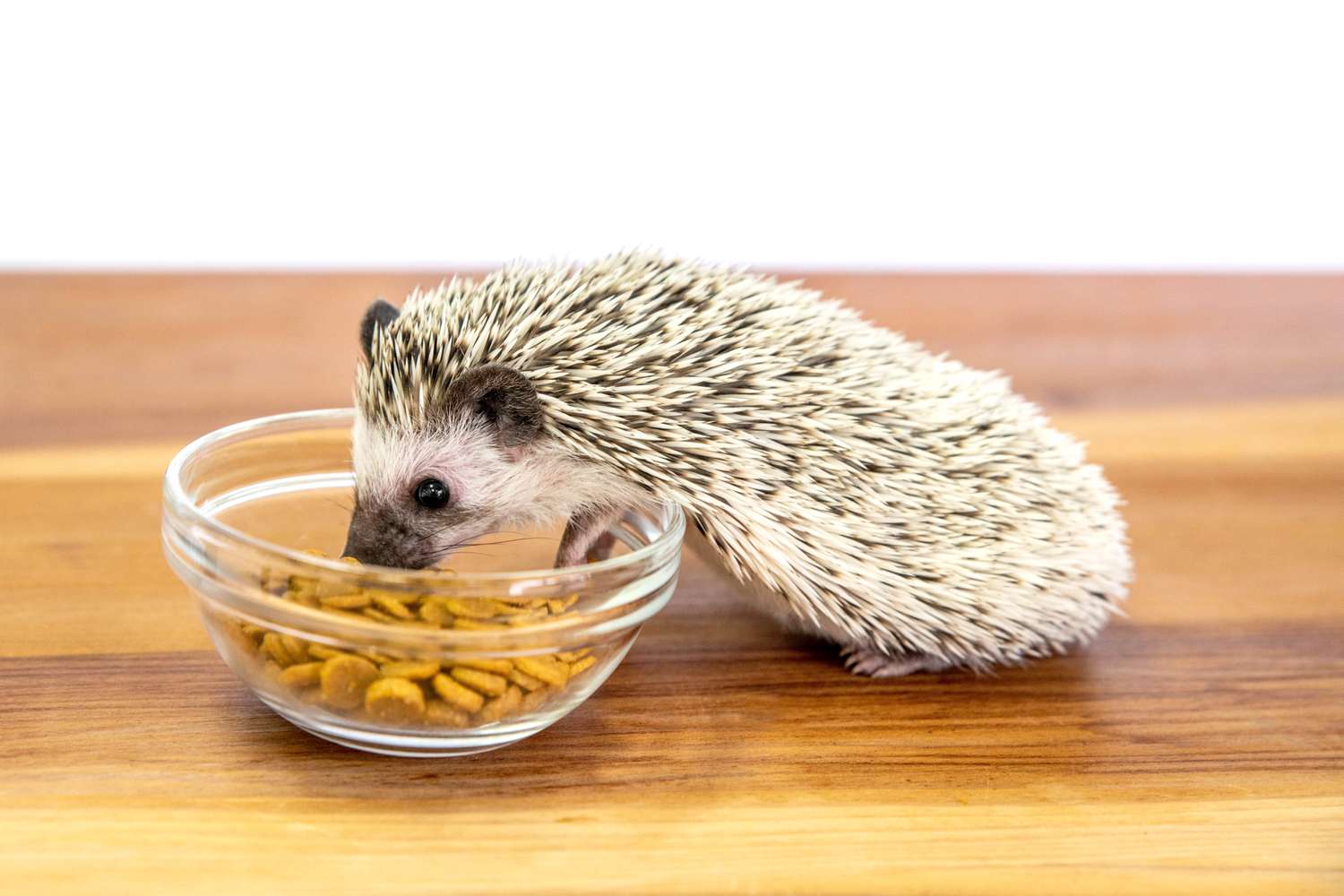 What do hedgehogs like to eat as pets?