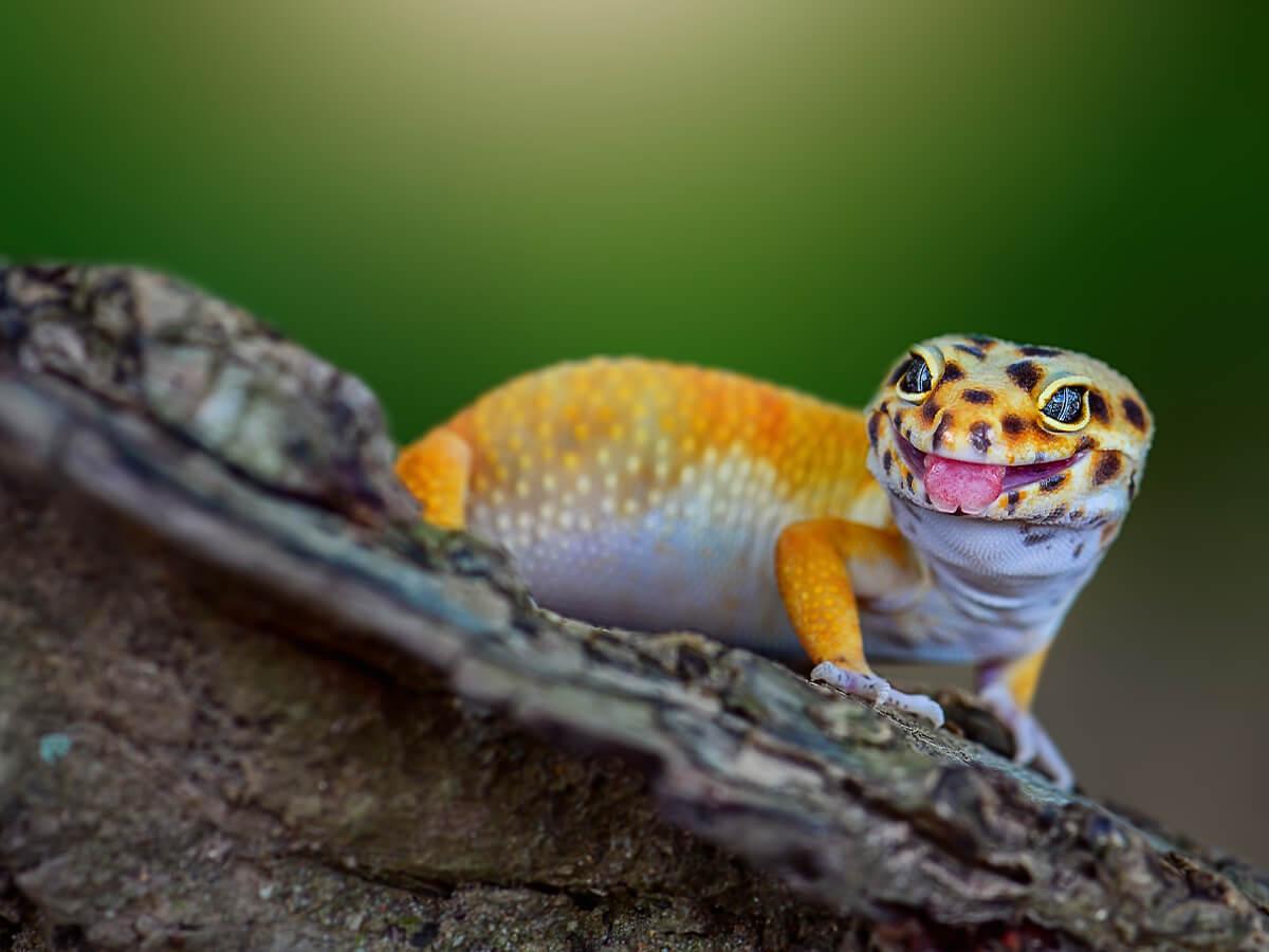 What do leopard geckos need in their tank?