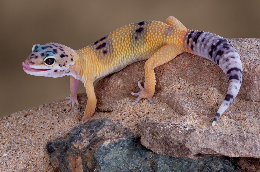 What do leopard geckos need to be happy?