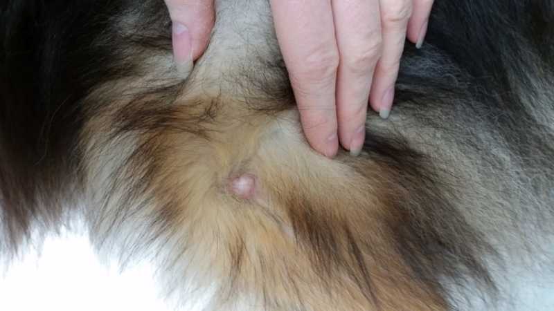 What do skin cancers look like on dogs?