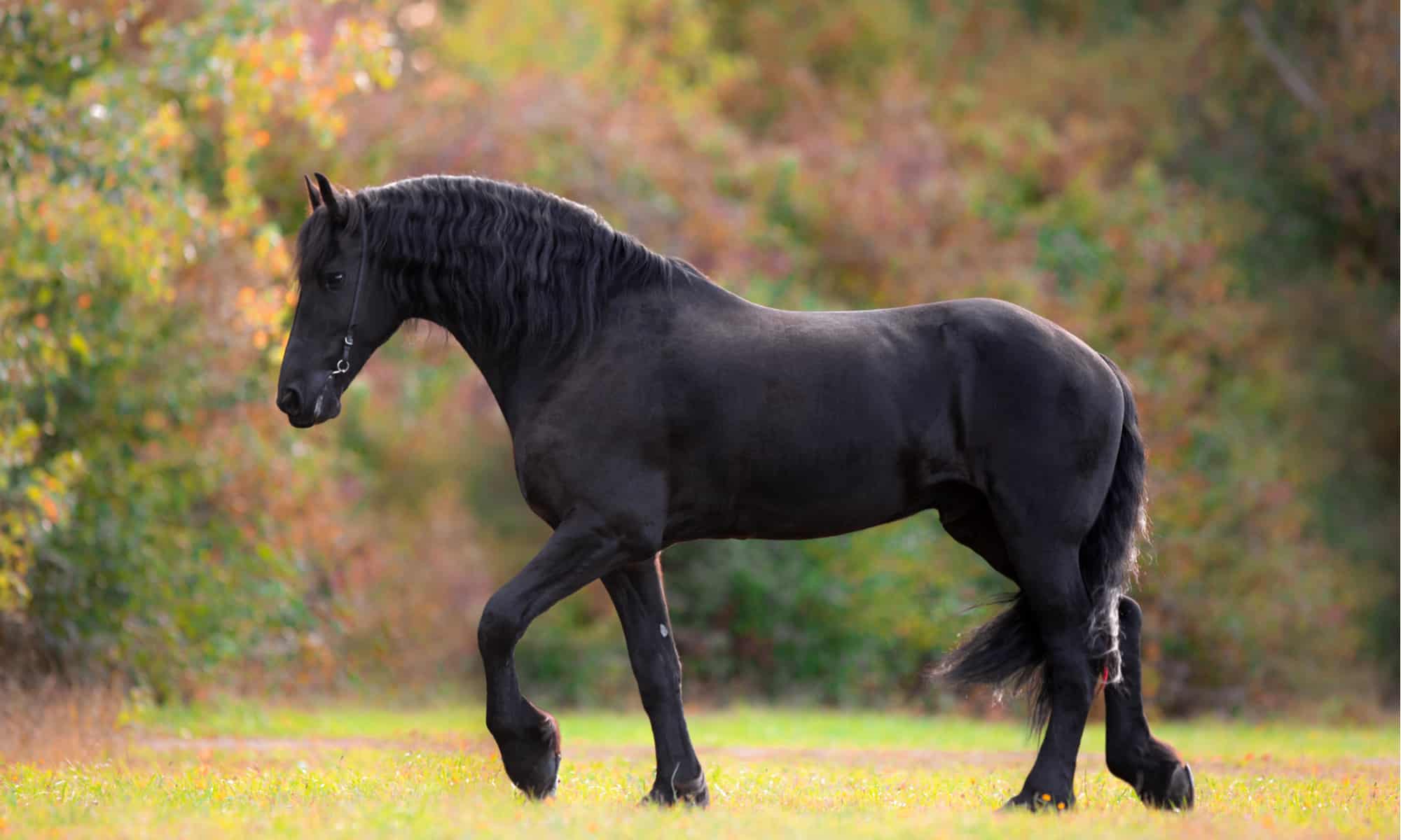 What do they call a black horse?