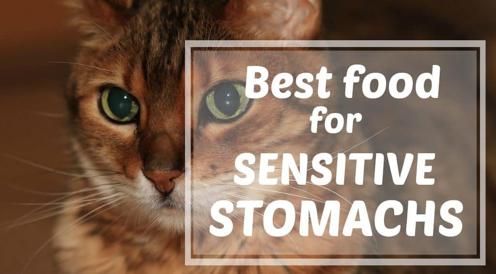 What do vets recommend for cats with sensitive stomachs?