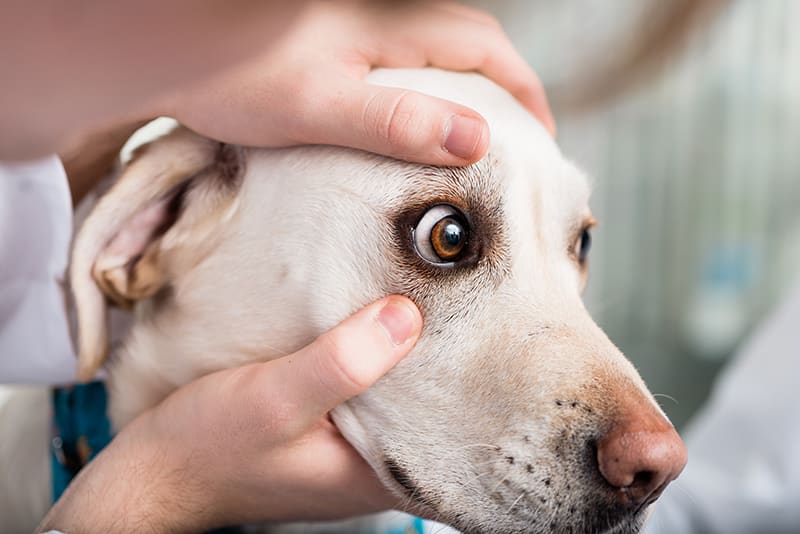 What do you do if your dog gets hit in the eye?