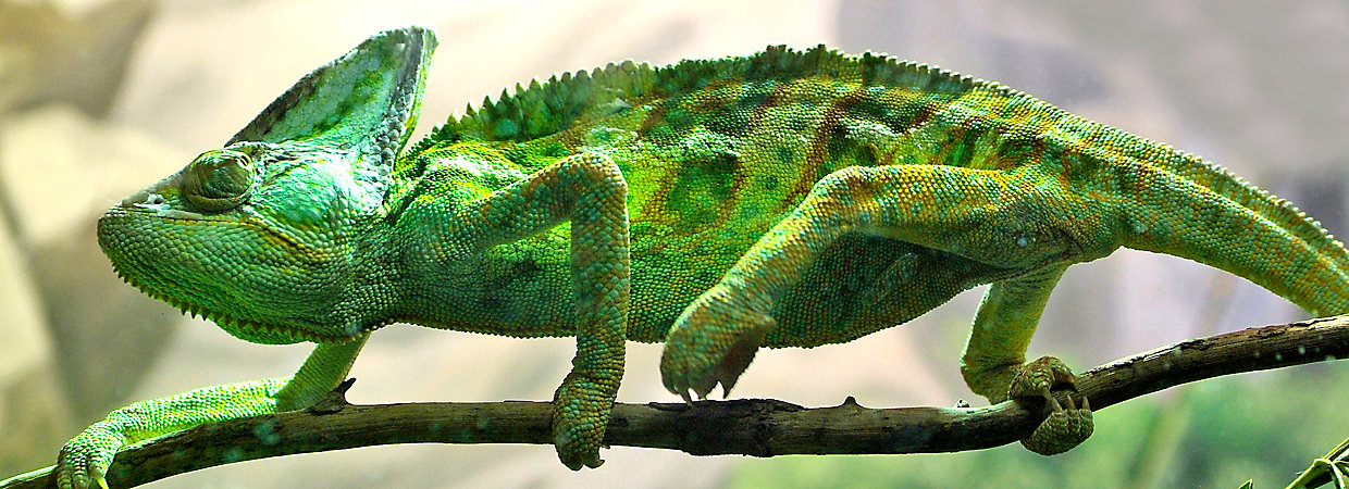 What do you need to care for a chameleon?