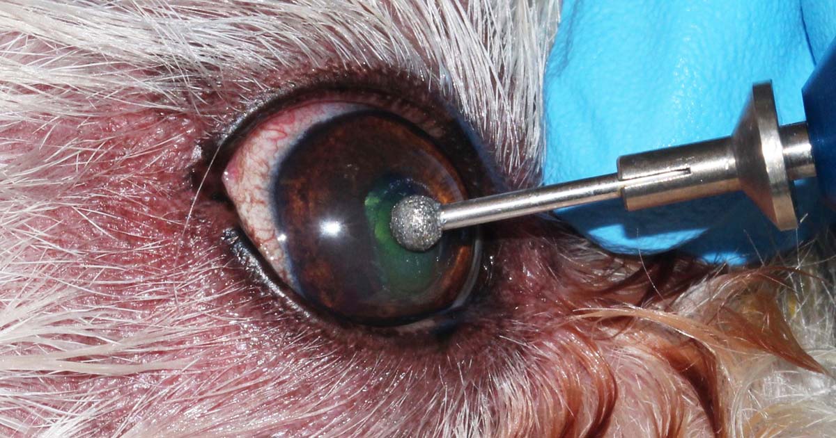 What does a corneal ulcer look like in a dog?