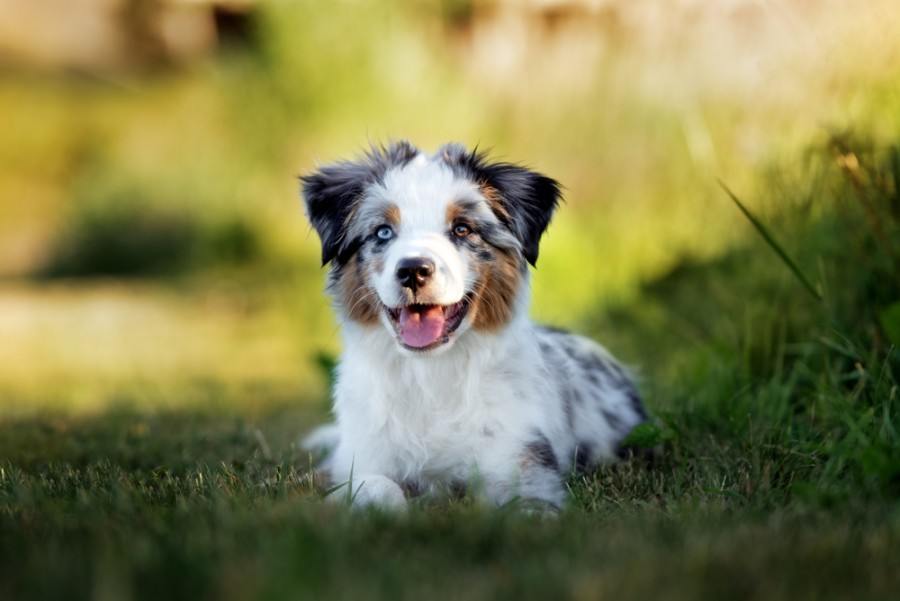 What does a dog's field of vision look like?