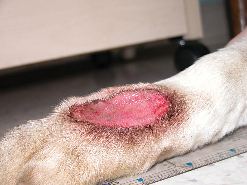 What does pyoderma in dogs look like?