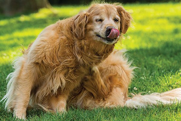 What food is best for dogs with itchy skin?