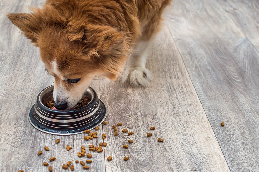 What food is good for a dog with diabetes?