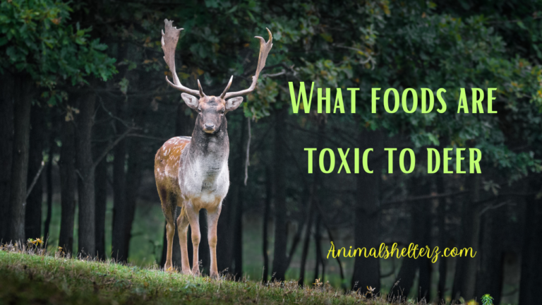 What foods are toxic to deer?