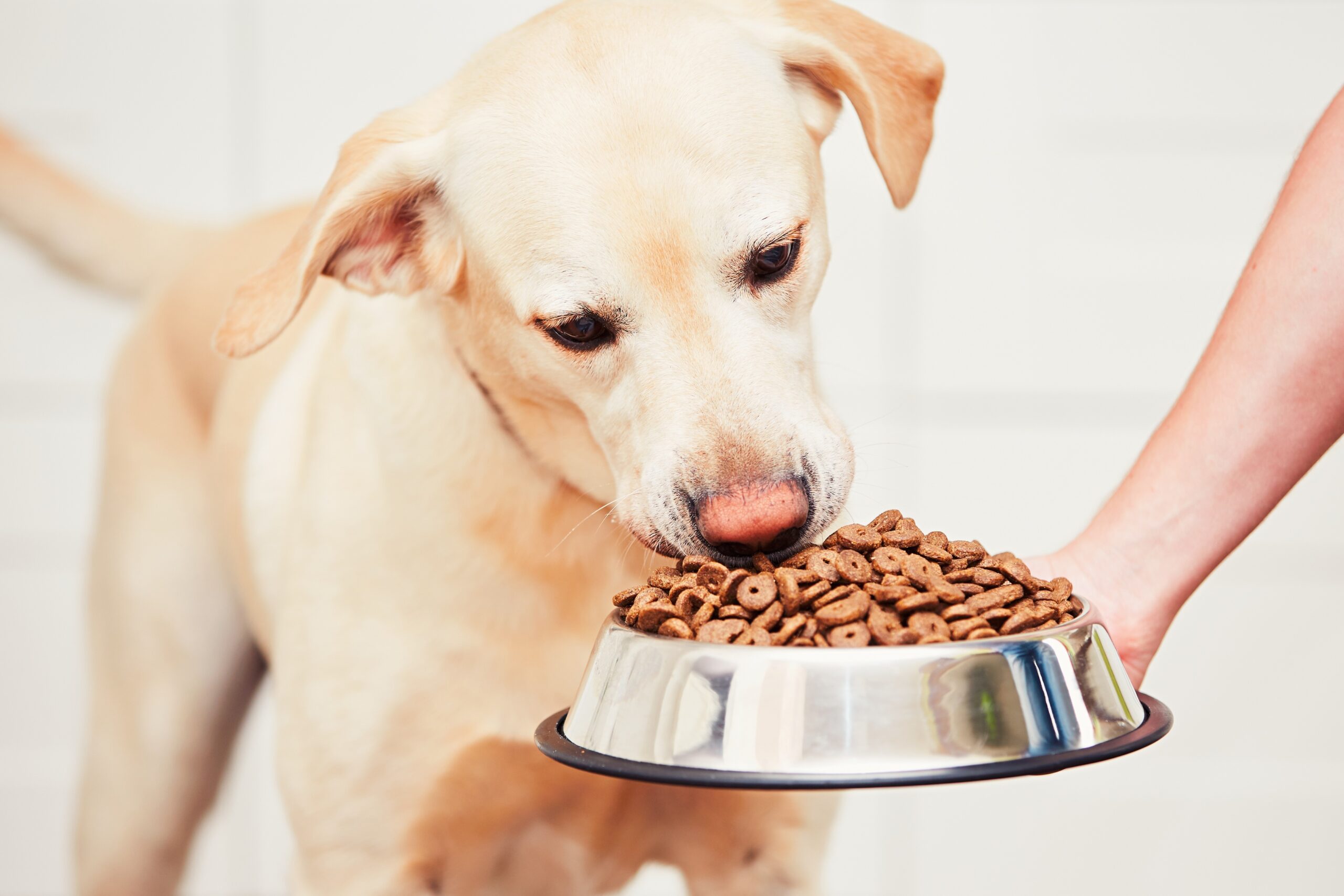 What foods should dogs with diabetes avoid?