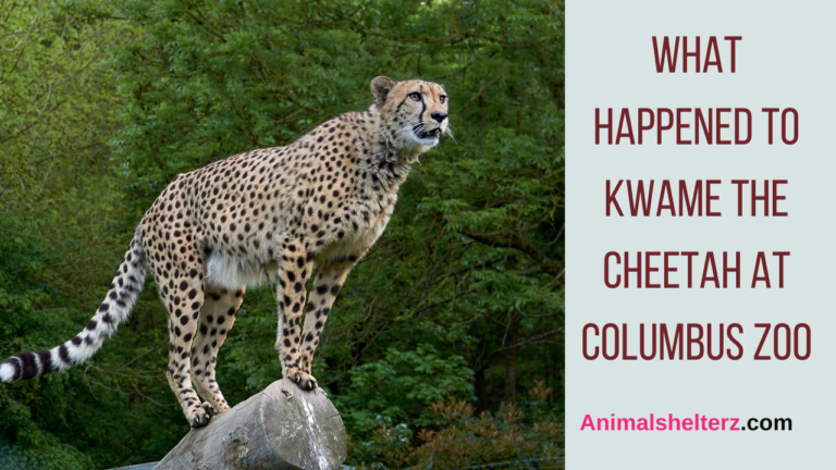 What happened to Kwame The cheetah at Columbus Zoo?