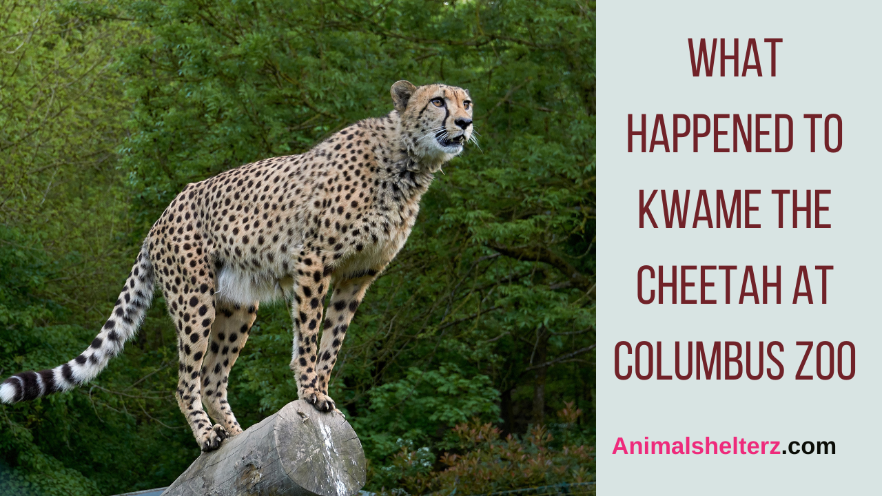 What happened to Kwame The cheetah at Columbus Zoo
