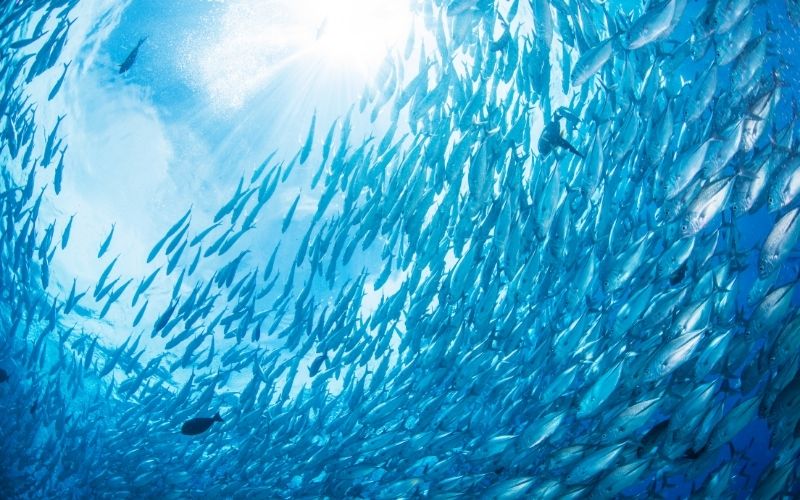 What happens if you put freshwater fish in ocean?