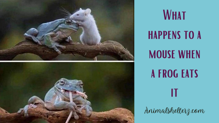 What happens to a mouse when a frog eats it?