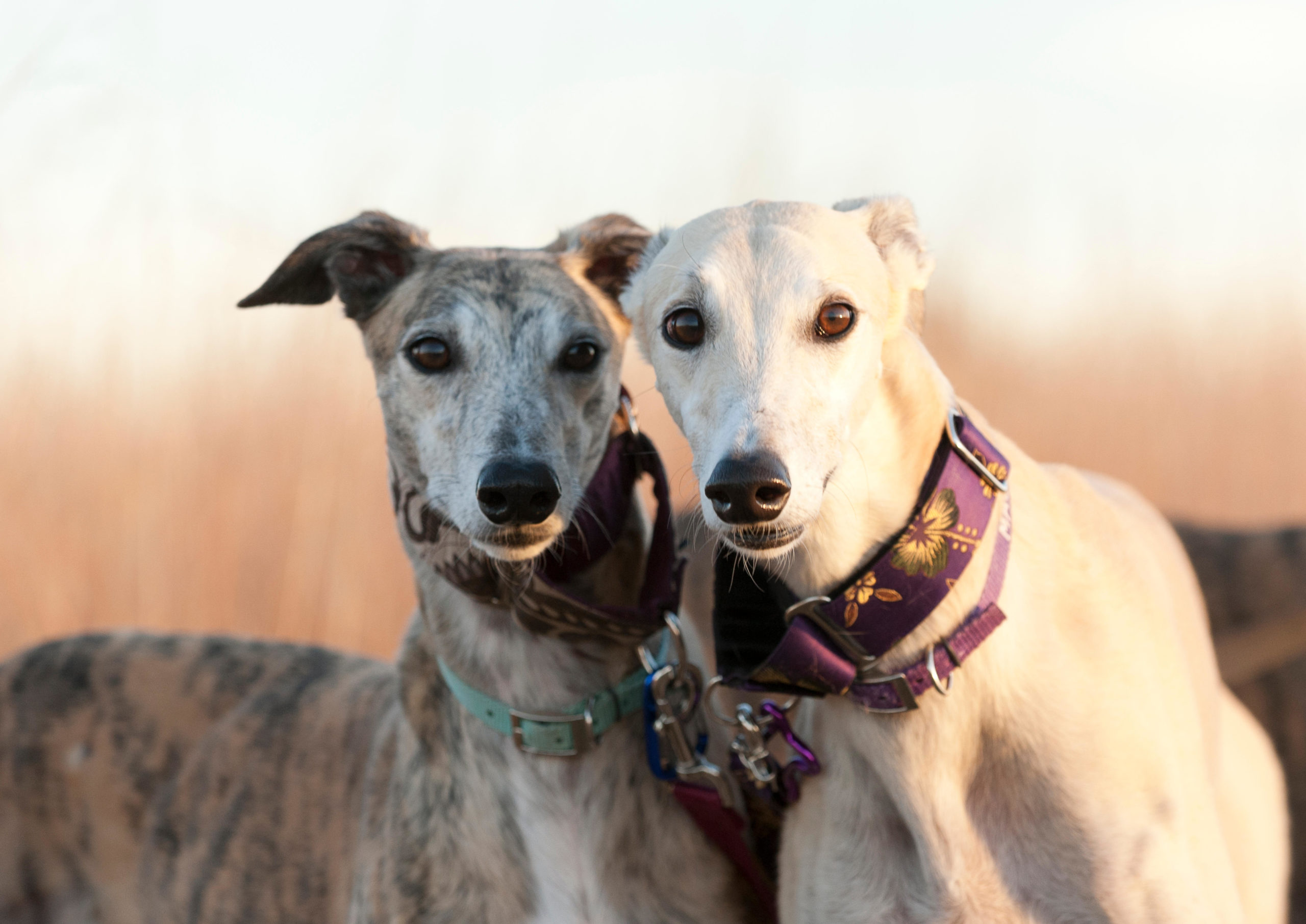 What happens to greyhounds after racing?