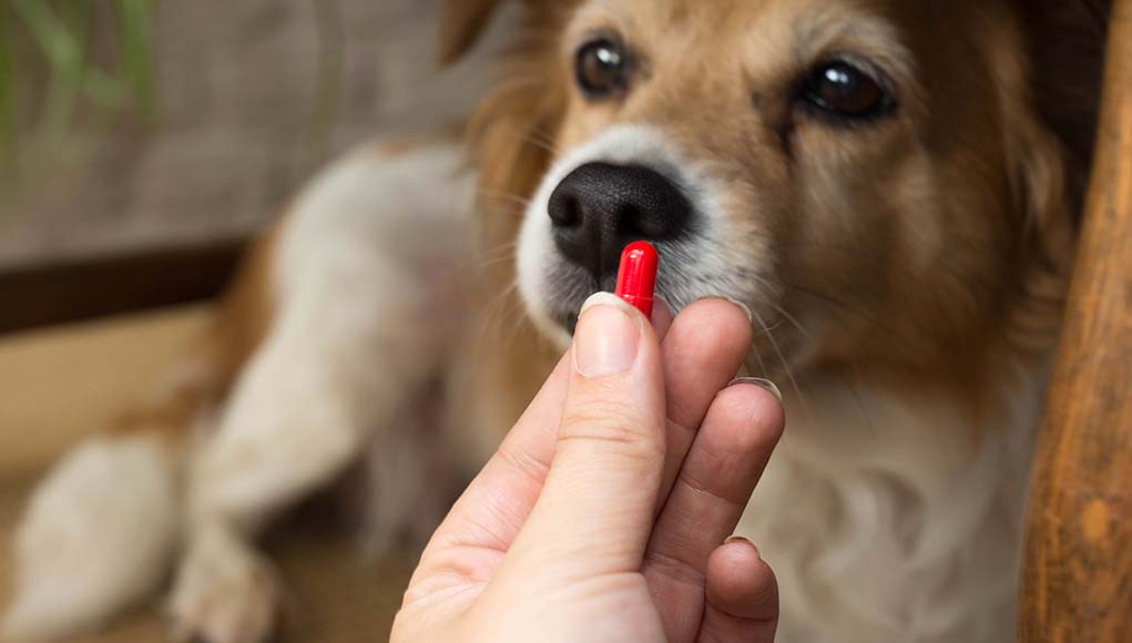 What human creams are safe for dogs?