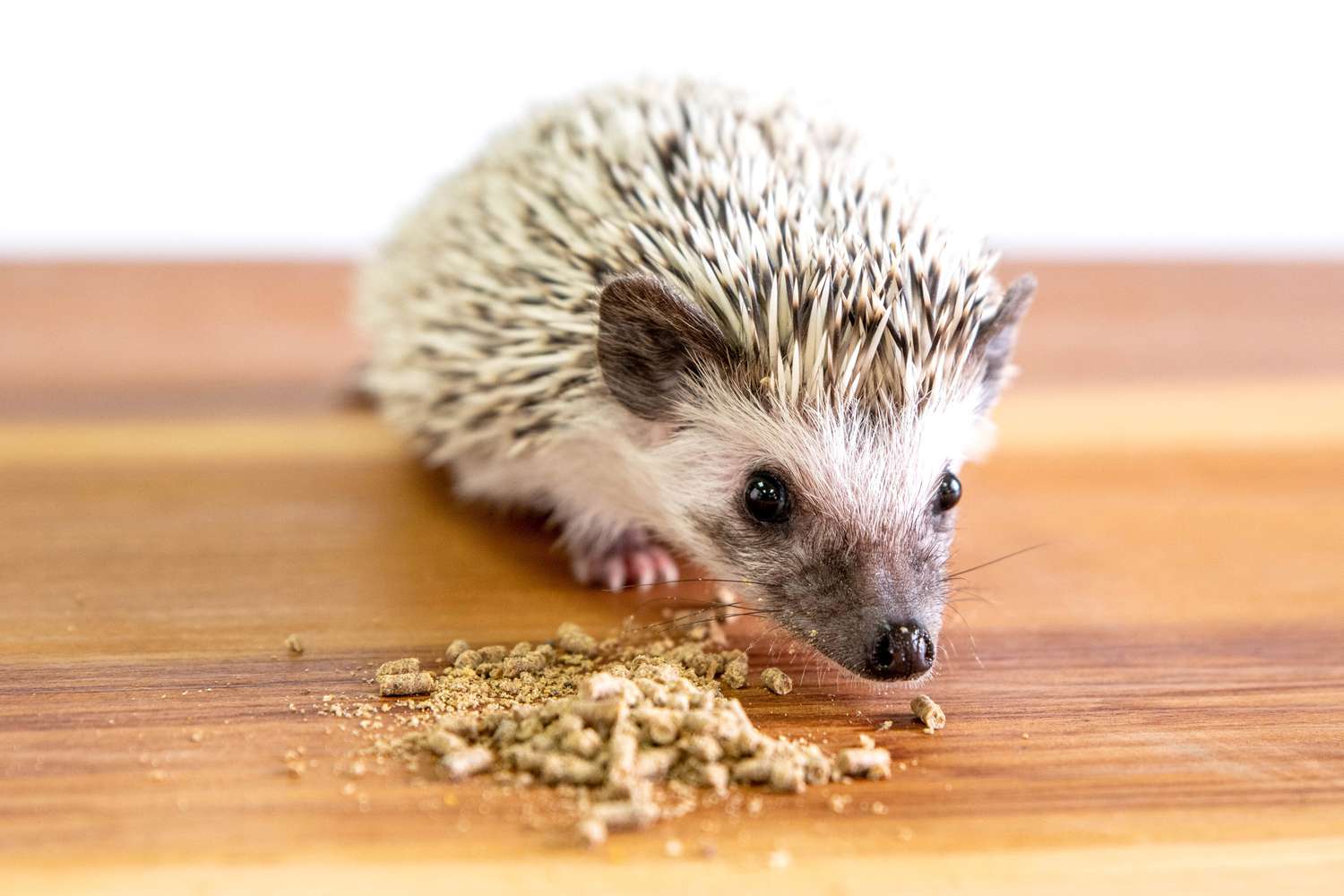 What human foods do hedgehogs eat?