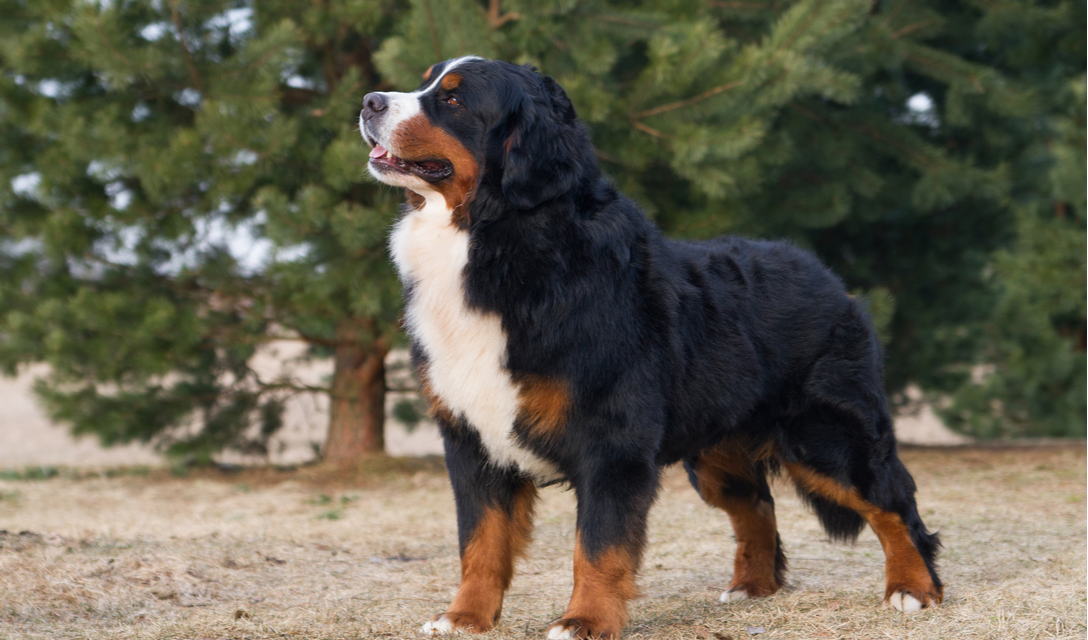 What is a Swiss kiss on a Bernese Mountain Dog?