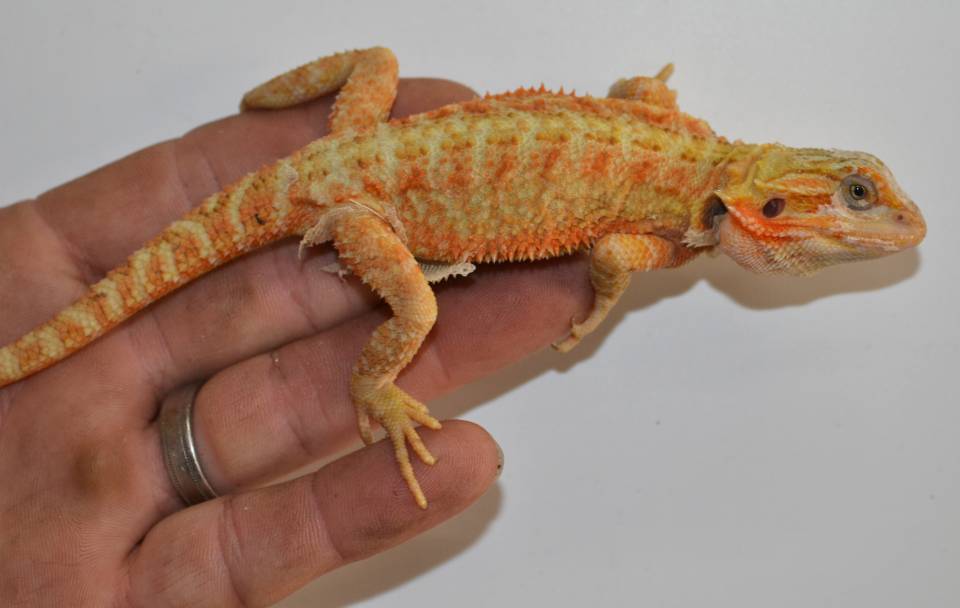 What is a hypo bearded dragon?
