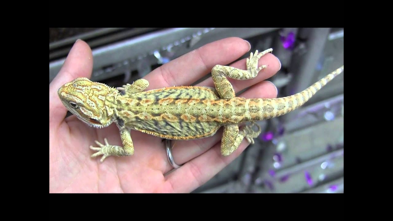 What is a hypo leatherback bearded dragon?
