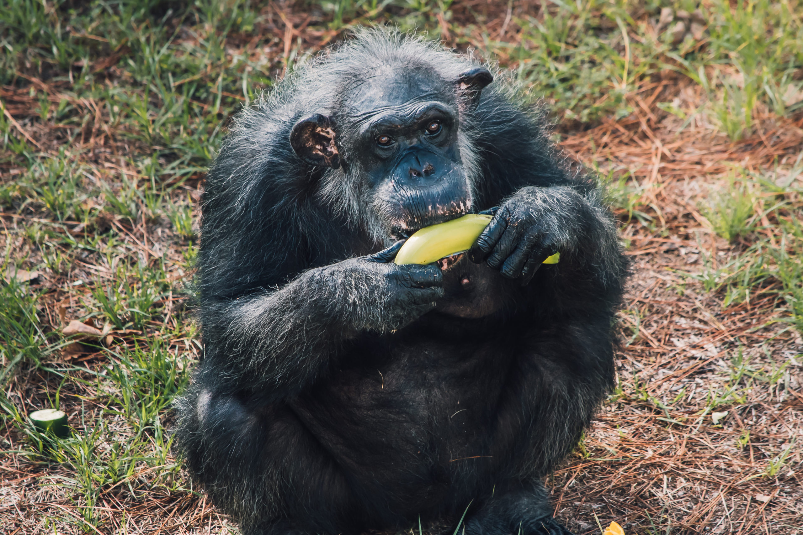 What is chimpanzee eat?