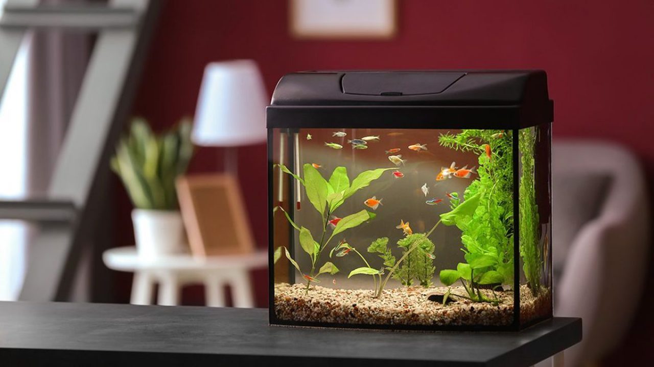What is the best all in one aquarium?