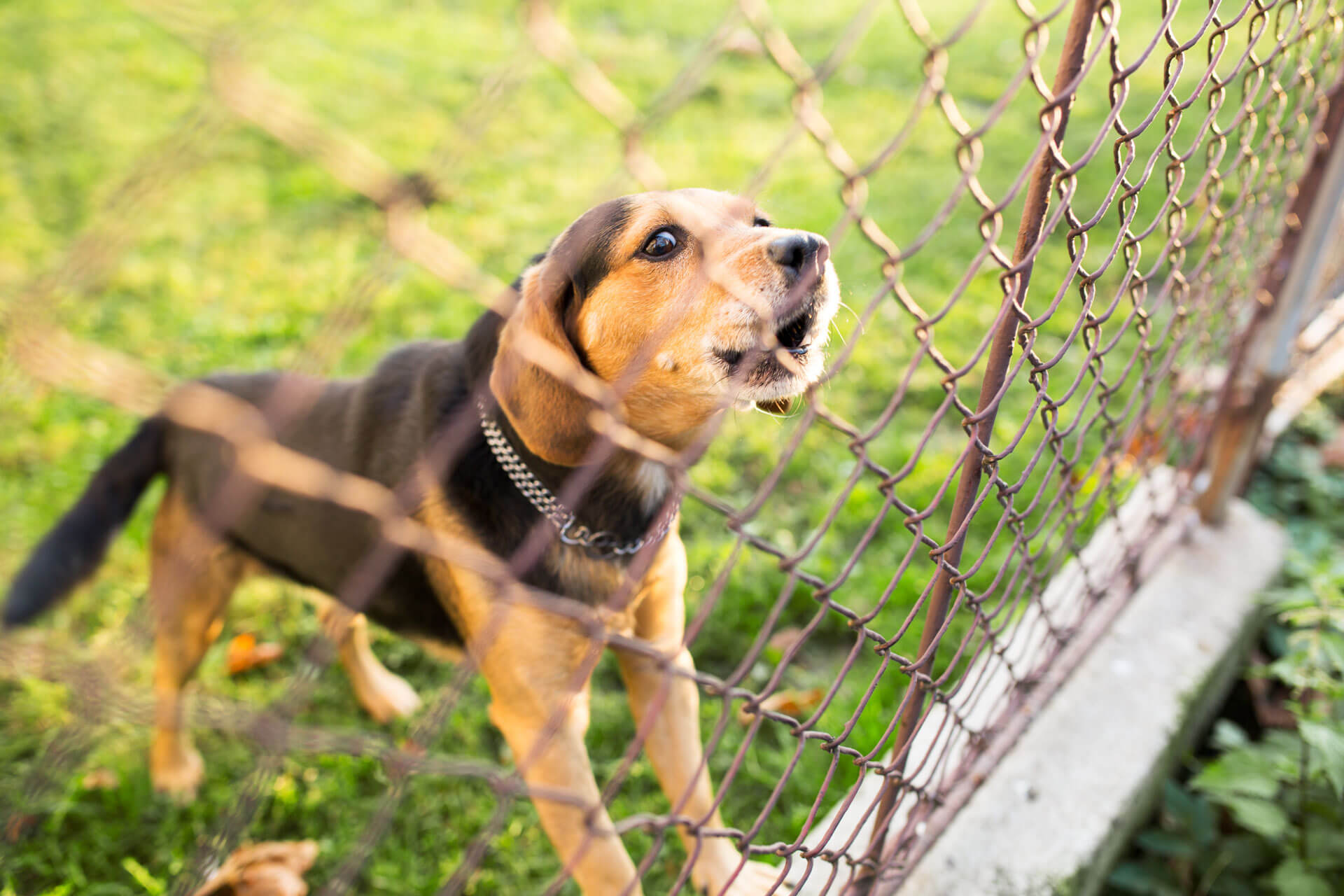 What is the best fence for a small dog?