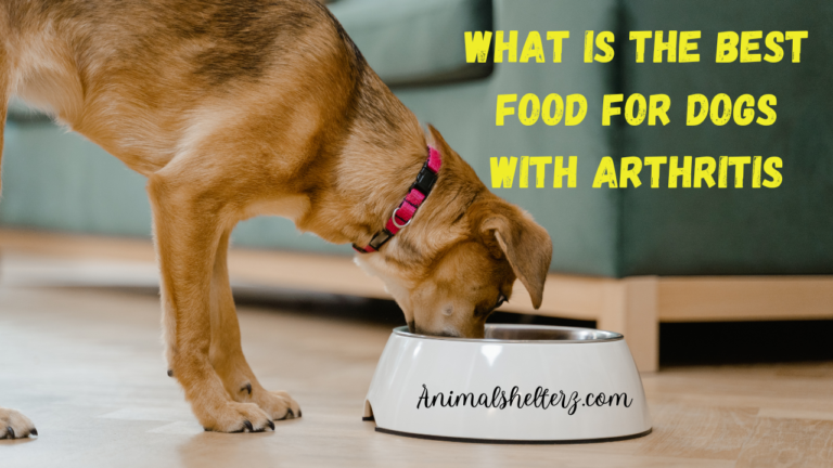 What is the best food for dogs with arthritis?