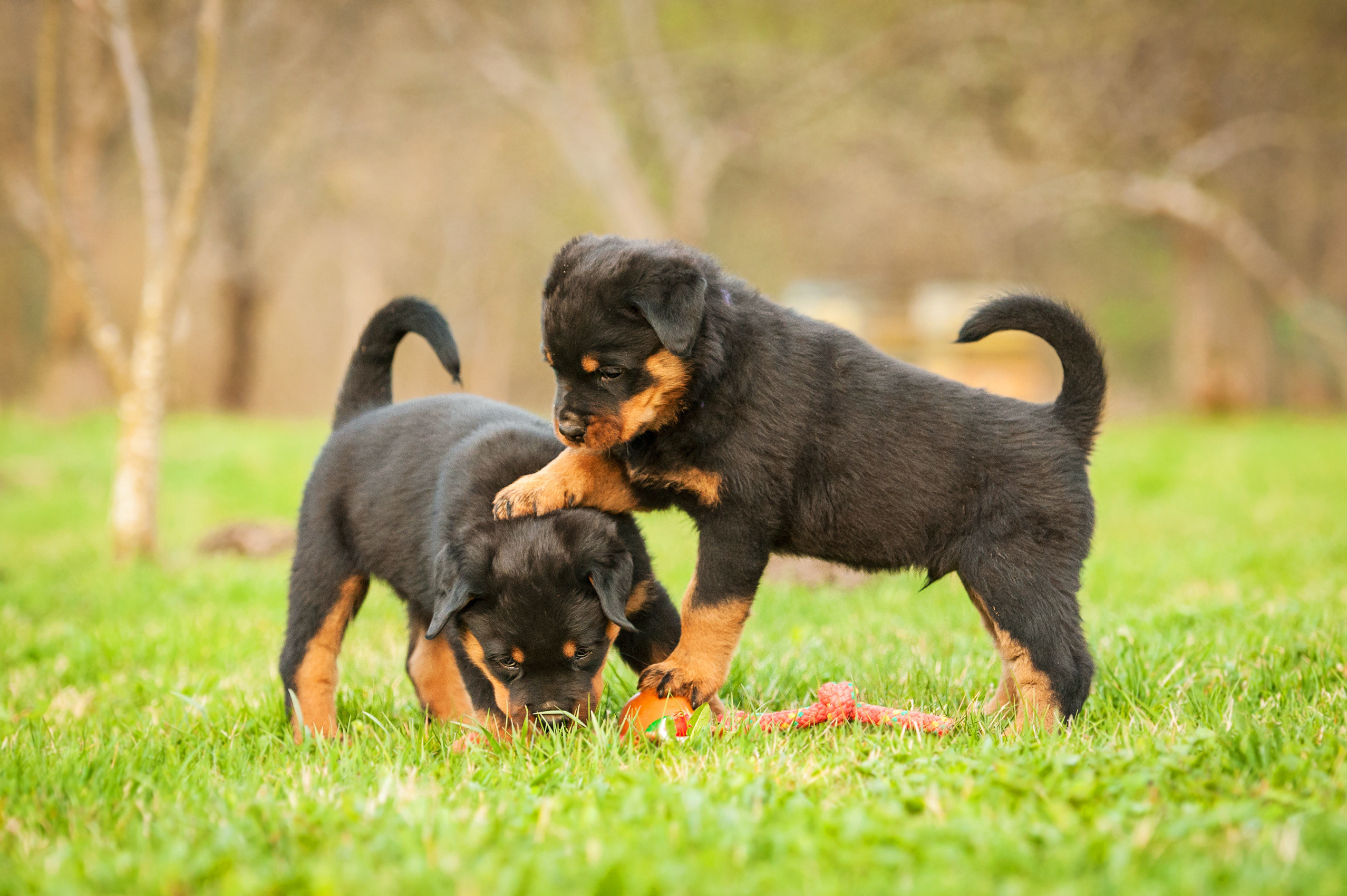 What is the best food to feed a Rottweiler puppy?
