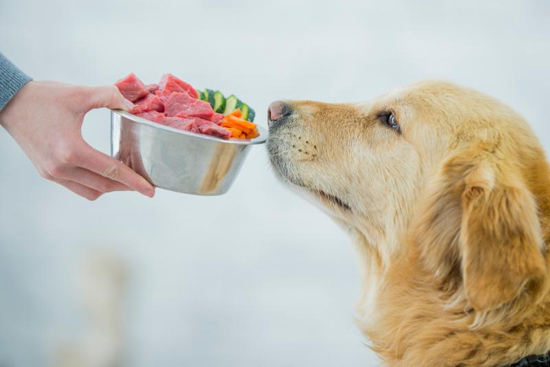 What is the best meat dog food?