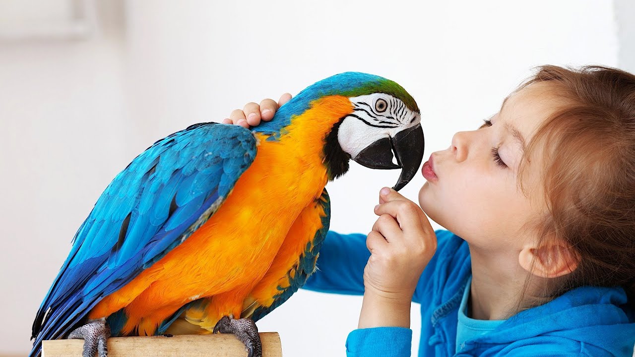 What is the best parakeet for beginners?