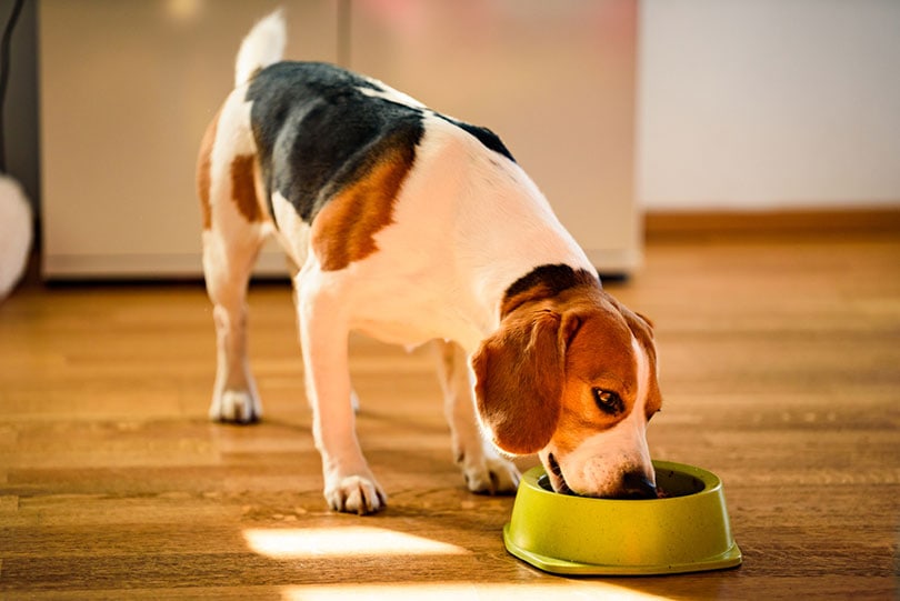 What is the best protein for dogs with IBD?