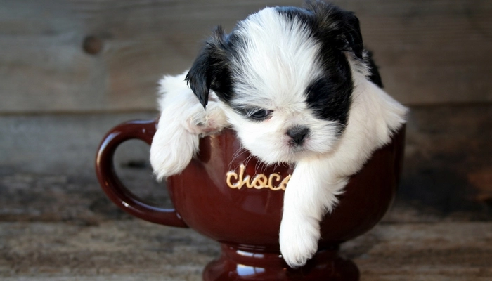 What is the best teacup dog to get?