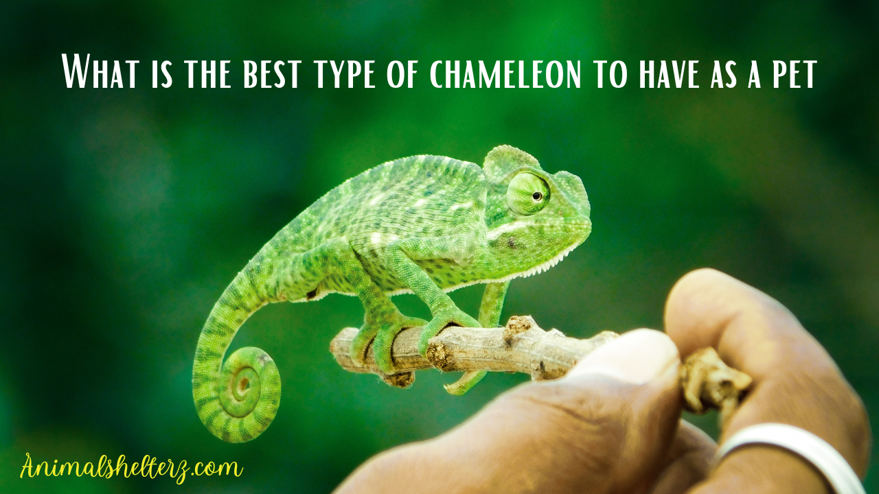 What is the best type of chameleon to have as a pet