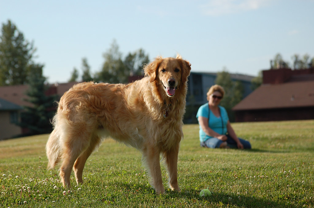 What is the biggest retriever?