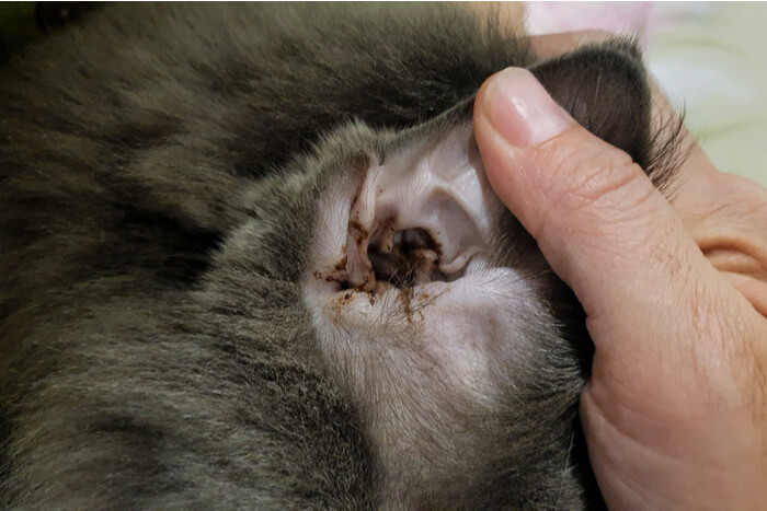 What is the black stuff in my cats ears?