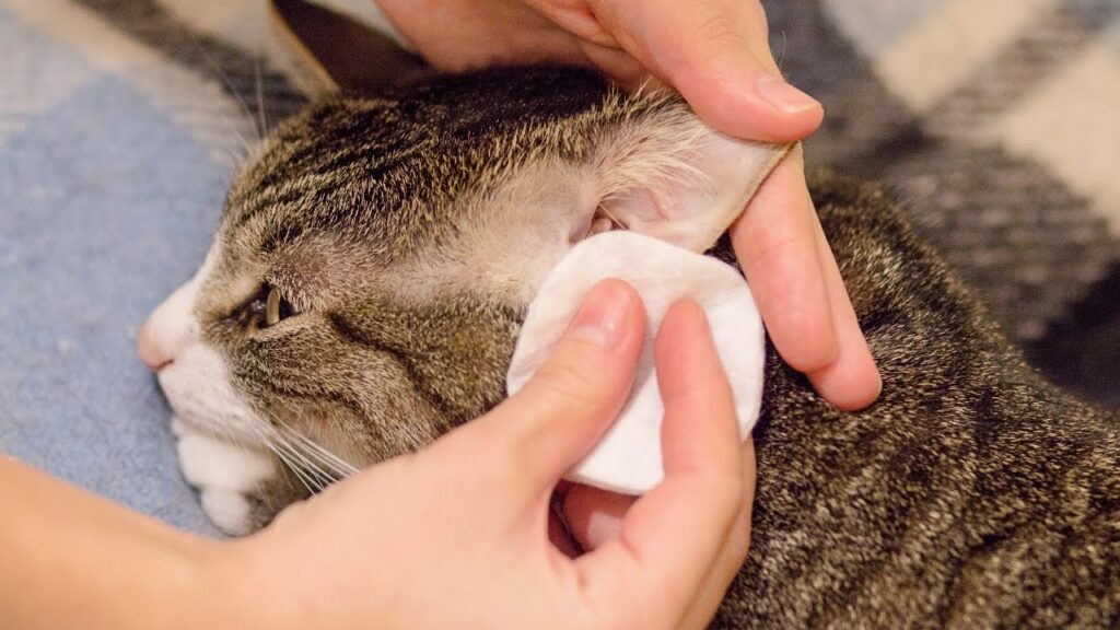 what-is-the-black-stuff-in-my-cat-s-ears-animal-shelters