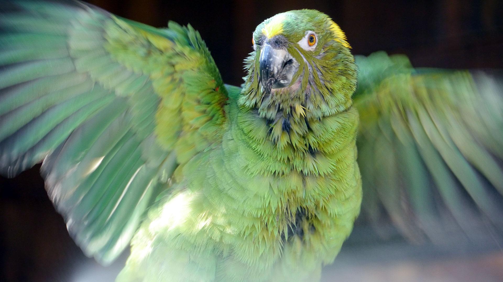 What is the cheapest parrot to buy?