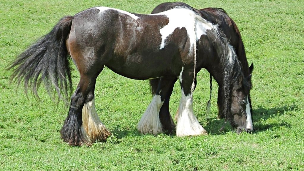 What is the difference between a Gypsy Vanner and a Gypsy Cob?