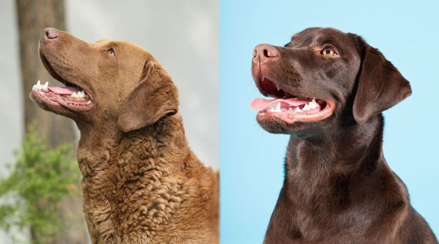 What is the difference between a Labrador retriever and a Chesapeake Bay Retriever?