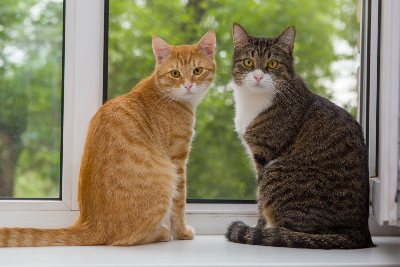 What is the difference between a tabby cat and a normal cat?