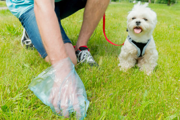 What is the easiest way to clean dog poop from a yard?