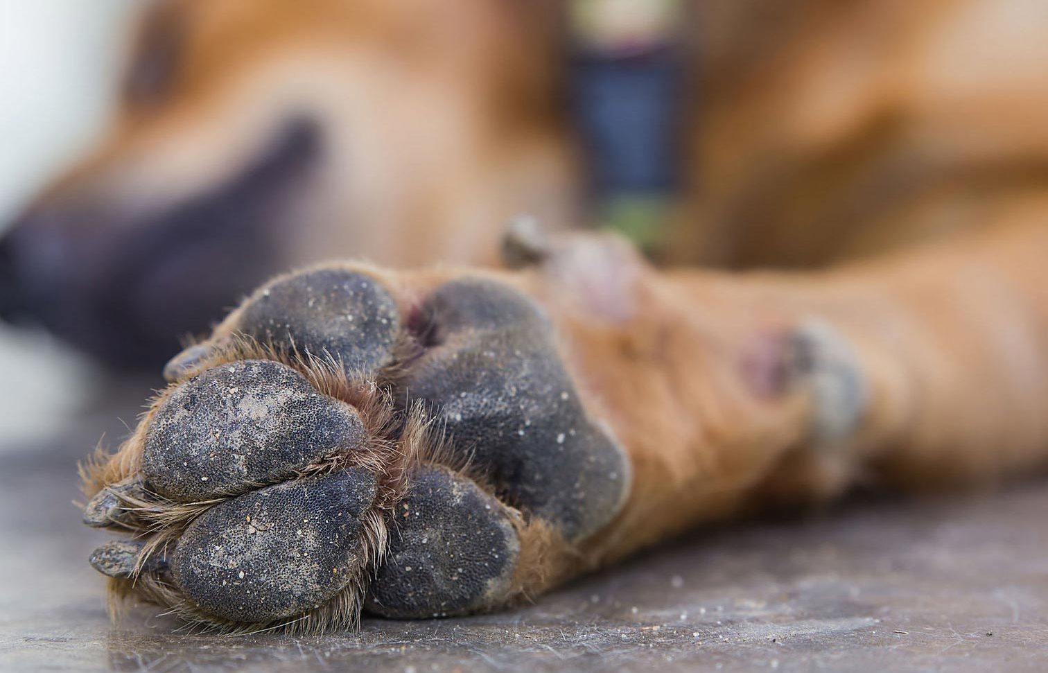 What is the extra thing on a dog's paw?