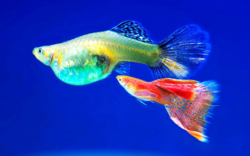 What is the fastest way to breed guppies?